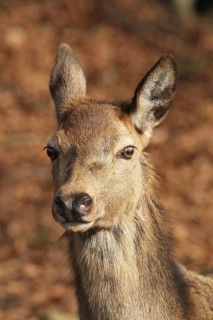 Red deer (Cervus elaphus) Portrait of a female in winter coat, Allgäu, Bavaria, Germany
