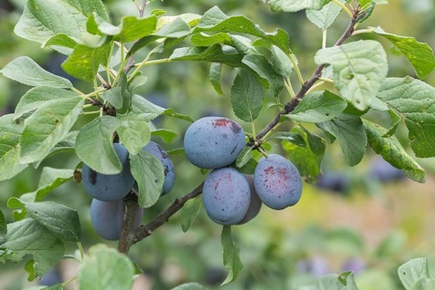 Plum (Prunus domestica CACAKS SCHÖNE), allotment garden, Germany
