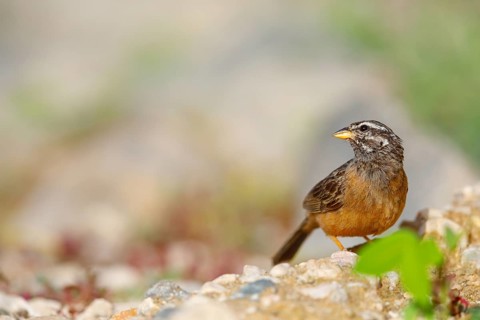 Africa, Oman, cinnamon-breasted bunting (Emberiza tahapisi), Tawi Atayr, Salalah, Dhofar, Oman