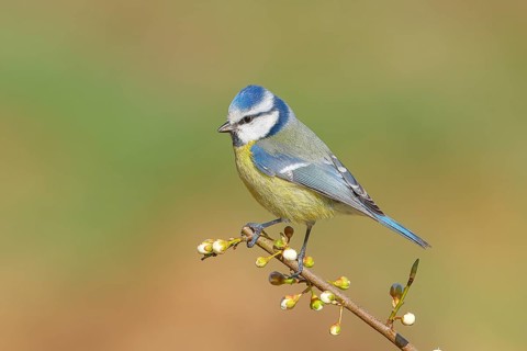 Blue tit (Parus caeruleus), sitting on a thin branch, spring, nature photography, wildlife,