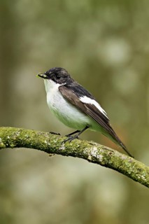 Pied Flycatcher (Ficedula hypoleuca), male sitting on a branch with insects in his beak, Canton