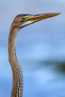 Purple Heron (Ardea purpurea) juvenile, Castile-La Mancha, Spain