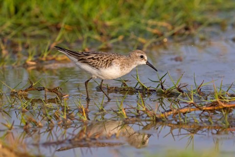 Little Stint, (Calidris minuta), foraging in the Salalah biotope, Khawr Rawri, Sohar, Oman