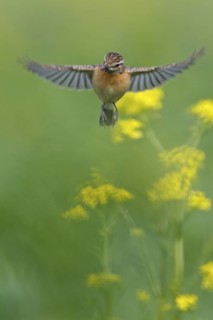 European Stonechat (Saxicola rubicola) female flying, Rhineland-Palatinate, Germany