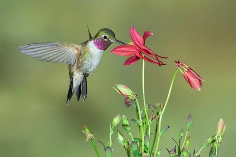 Broad-tailed Hummingbird (Selasphorus platycercus) male flying, Colorado, USA