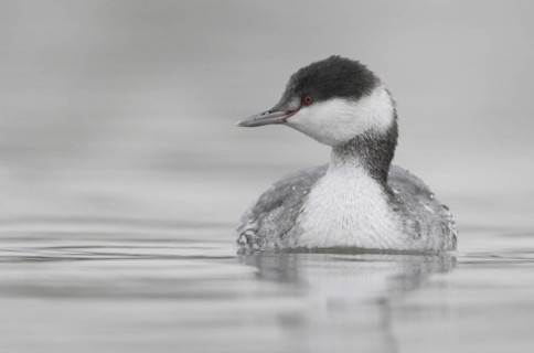 Horned Grebe (Podiceps auritus), California, USA
