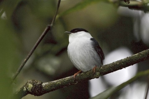 White-bearded Manakin (Manacus manacus), Ecuador