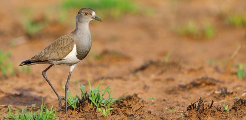 Lapwing (Vanellus lugubris), animals, birds, biotope, habitat, foraging, wader, plover family,