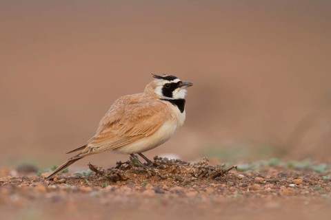 Temminck's Horned Lark - Saharaohrenlerche - Eremophila bilopha, Morocco