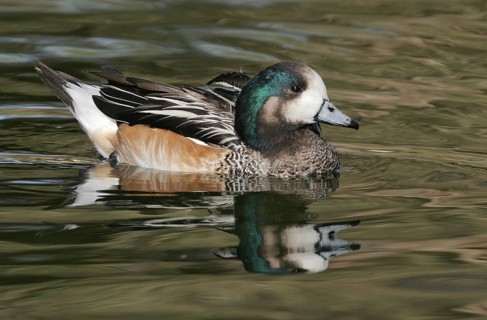 Chiloe Wigeon (Mareca sibilatrix), Arizona, USA