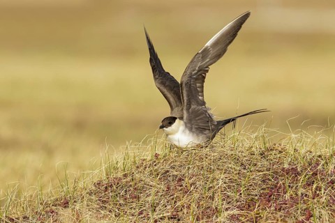 Long-tailed Jaeger (Stercorarius longicaudus) perched on the tundra in Nome, Alaska