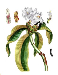 Costus arabicus, costus, digital reproduction of a historical original, between 1790 and 1810