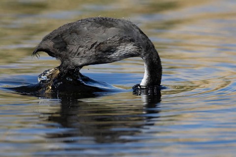 Eurasian coot (Fulica atra) juvenile bird diving in the water of a lake, RSPB Lakenheath fen,