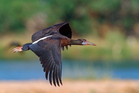 Abdim's stork, rain stork, Abdim, (Ciconia abdimii), African stork species, family of storks,