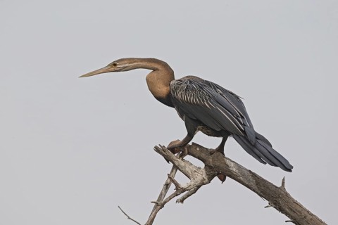 African Darter (Anhinga rufa), Gambia