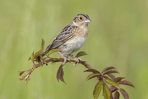 Grasshopper Sparrow (Ammodramus savannarum), Pennsylvania, USA
