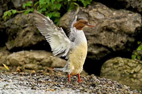 Goosander (Mergus merganser), female shaking her wings, Lake Zug, Cham, Canton Zug, Switzerland