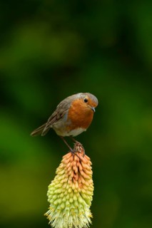 European robin (Erithacus rubecula) adult garden bird on a Red hot poker flower in summer, England,