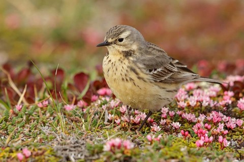 American Pipit (Anthus rubescens) perched on the tundra in Nome, Alaska