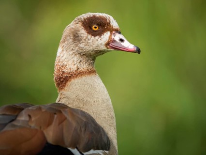 Egyptian Goose (Alopochen aegyptiaca) male, Hesse, Germany