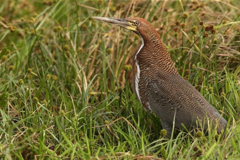 Rufescent Tiger Heron (Tigrisoma lineatum) juvenile perched on the ground, Los Llanos, Venezuela