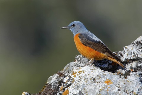 Common Rock Thrush (Monticola saxatilis) male perched on a rock, Andalusia, Spain