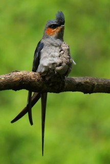 Crested Treeswift (Hemiprocne coronata) male with chick, Maharashtra, India