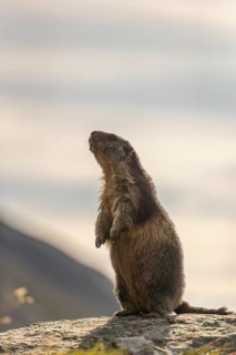 One adult Alpine Marmot, Marmota marmota, standing erected on a rock. Backlit scene with a bright