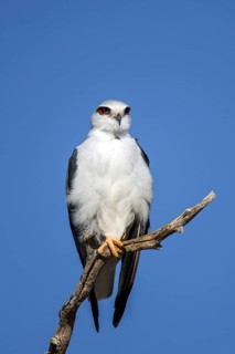Sliding-winged Kite (Elanus caeruleus), South Africa, Kalahari Gemsbok Park, Kalahari Gemsbok Park