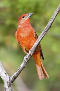 Hepatic Tanager Piranga hepatica Chiricahua Mountains, Cochise County, Arizona, United States 4