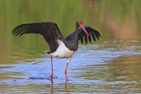 Black Stork (Ciconia nigra) foraging, Greece
