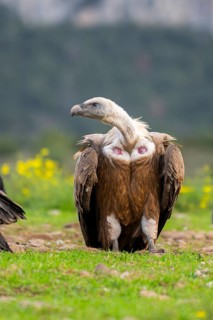 Griffon Vulture (Gyps fulvus) sitting on a flowering meadow in autumn, Pyrenees, Catalonia, Spain