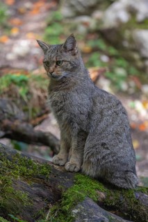 One European wildcat, Felis silvestris silvestris, sitting on the root of a cut tree