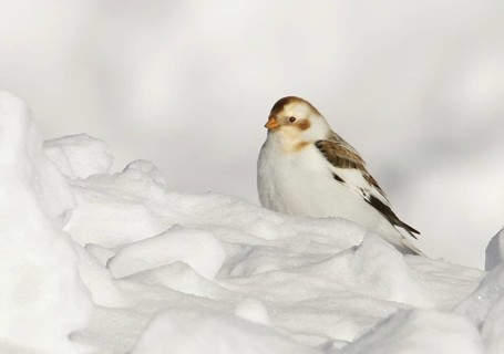 Snow Bunting (Plectrophenax nivalis), Saskatchewan, Canada