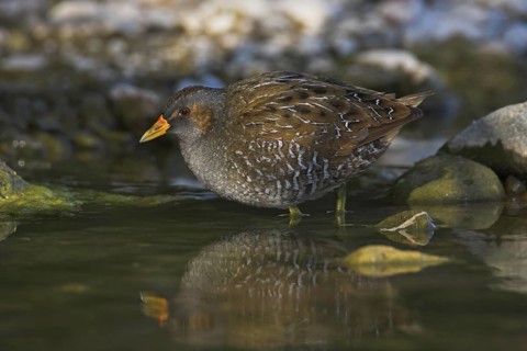 Spotted Crake (Porzana porzana), Lesvos, Greece