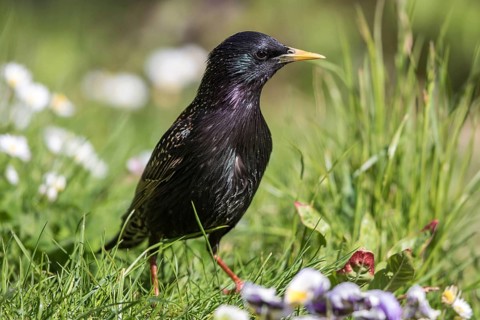 Common Starling (Sturnus vulgaris), Mecklenburg-Western Pomerania, Germany