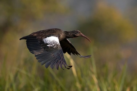 Wattled Ibis (Bostrychia carunculata) flying, Alemgono Wetland, Ethiopia