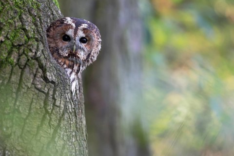 Waldkauz, lat. Strix aluco, schaut aus seiner Baumhöhle