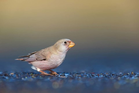 Trumpeter finch (Bucanetes githagineus), Fuerteventura, Canary Islands / Canary Islands, Spain