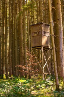 A raised hide stands between dense, tall tree trunks in a quiet forest, Calw, Black Forest, Germany