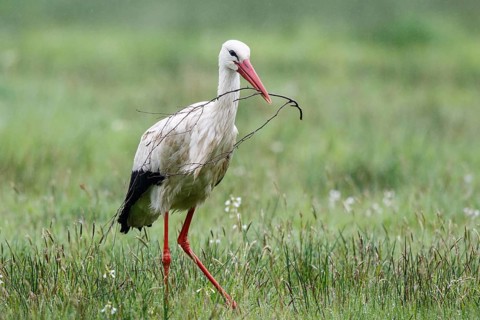 White Stork (Ciconia ciconia) with nesting material in beak, North Rhine-Westphalia, Germany