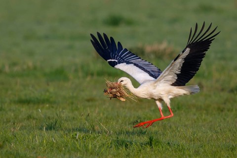White Stork (Ciconia ciconia) with nesting material, North Rhine-Westphalia, Germany