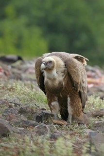 Griffon Vulture (Gyps fulvus), Rhodopen, Bulgaria