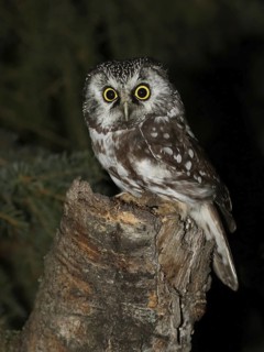 Boreal Owl (Aegolius funereus), Saskatchewan, Canada