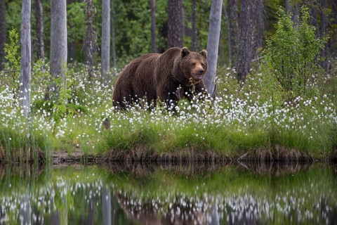 European brown bear (Ursus arctos), Europe, Scandinavia, Finland