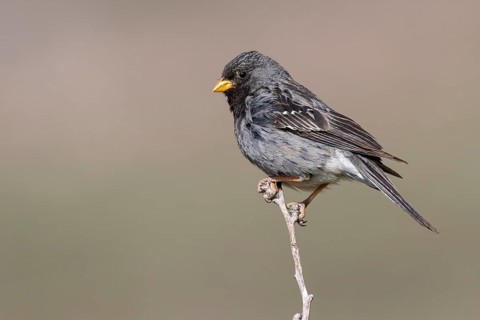 Mourning Sierra Finch (Phrygilus fruticeti) male, Metropolitana, Chile