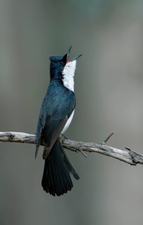 Restless Flycatcher (Myiagra inquieta) singing, Victoria, Australia