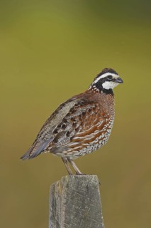 Northern Bobwhite (Colinus virginianus) male, Delaware, USA