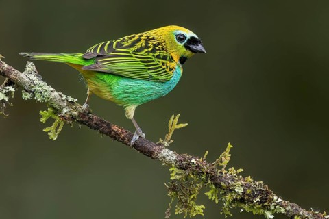 Brassy-breasted Tanager (Tangara desmaresti) perched on a branch in the Atlantic Rainforest of