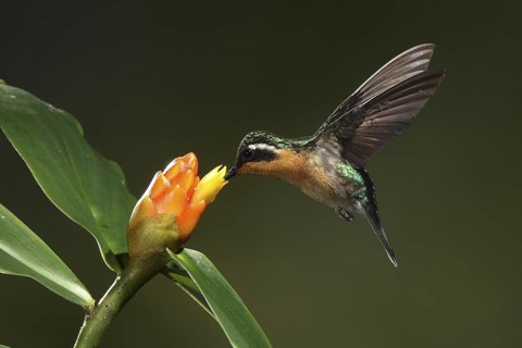 Purple-throated Mountaingem (Lampornis calolaemus) female flying while feeding at a flower, Bosque
